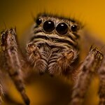 OgoNatalia